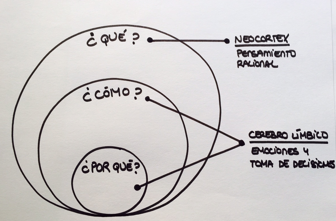 Representación del Círculo de Oro y su relación con el cerebro